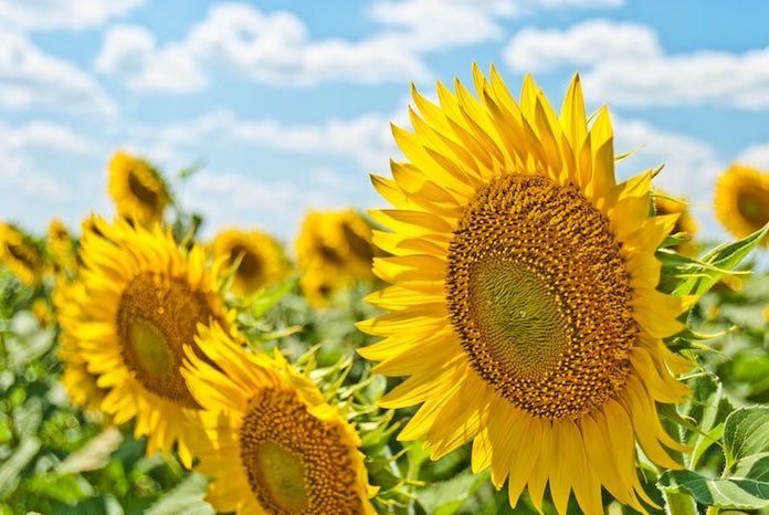 tuition-free summer programs for college applicants